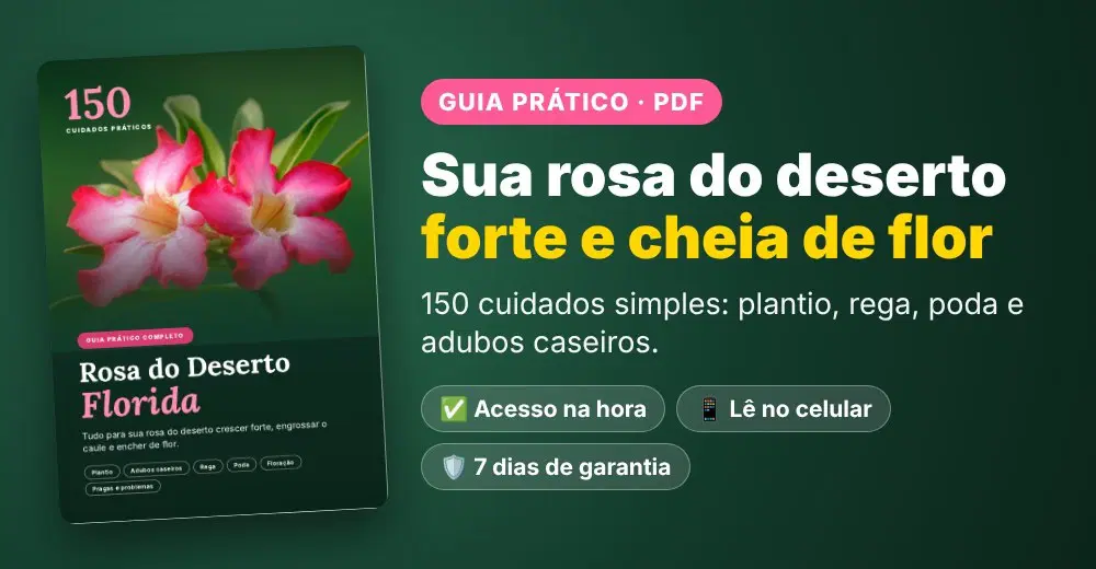 Imagem da oferta