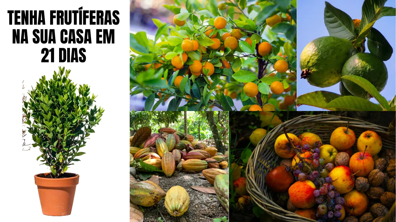 Imagem da oferta
