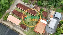 Poda de Cacaueiros 13 de novembro
