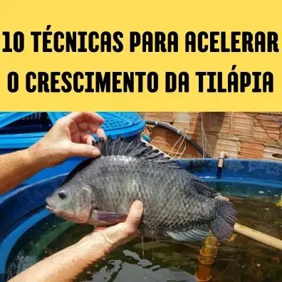 10 TÉCNICAS PARA ACELERAR O CRESCIMENTO DA TILÁPIA