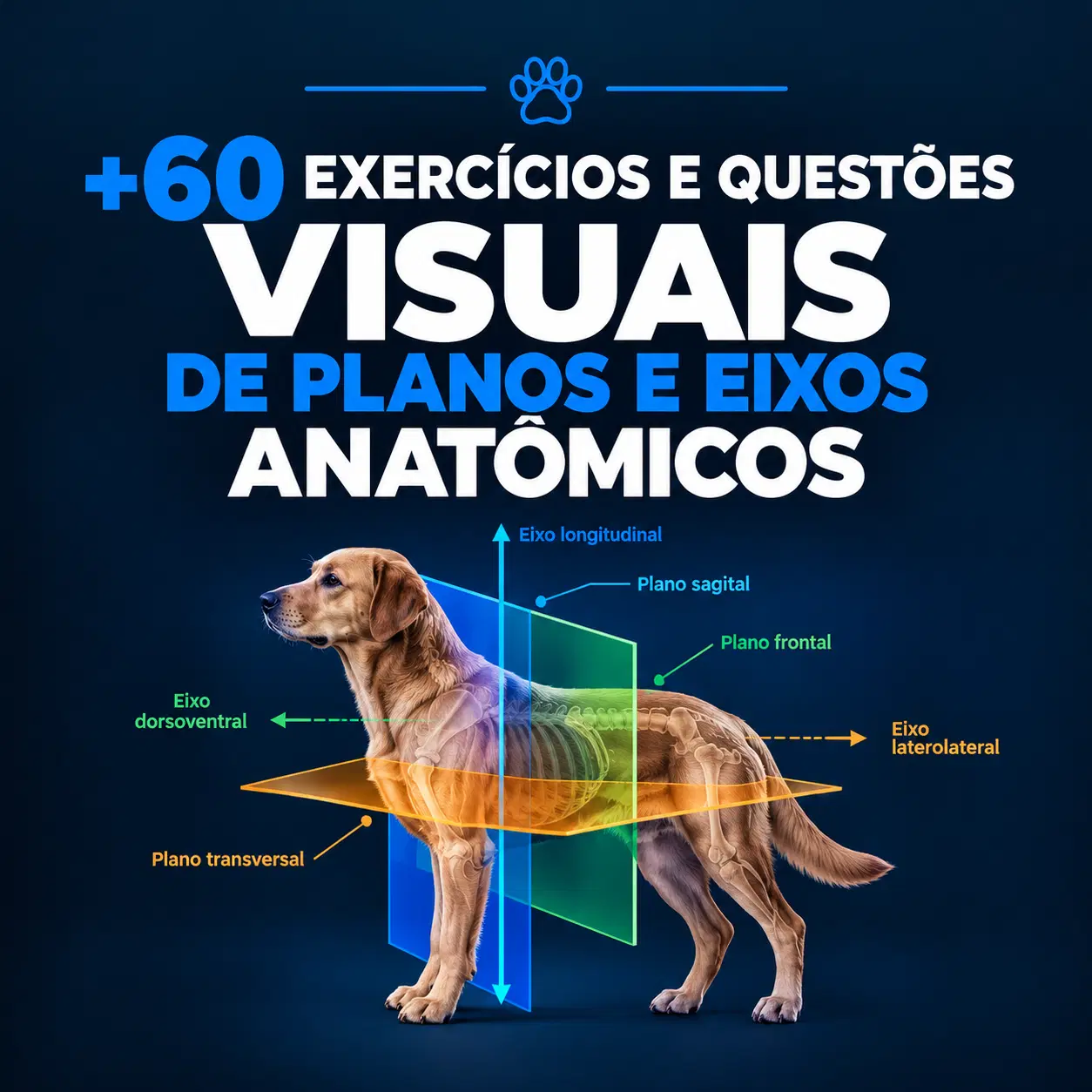 +60 Exercícios e Questões Visuais de Planos e Eixos Anatômicos