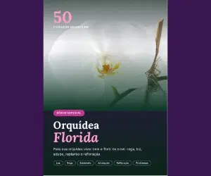 Orquídea Florida: 50 cuidados para ela florir de novo