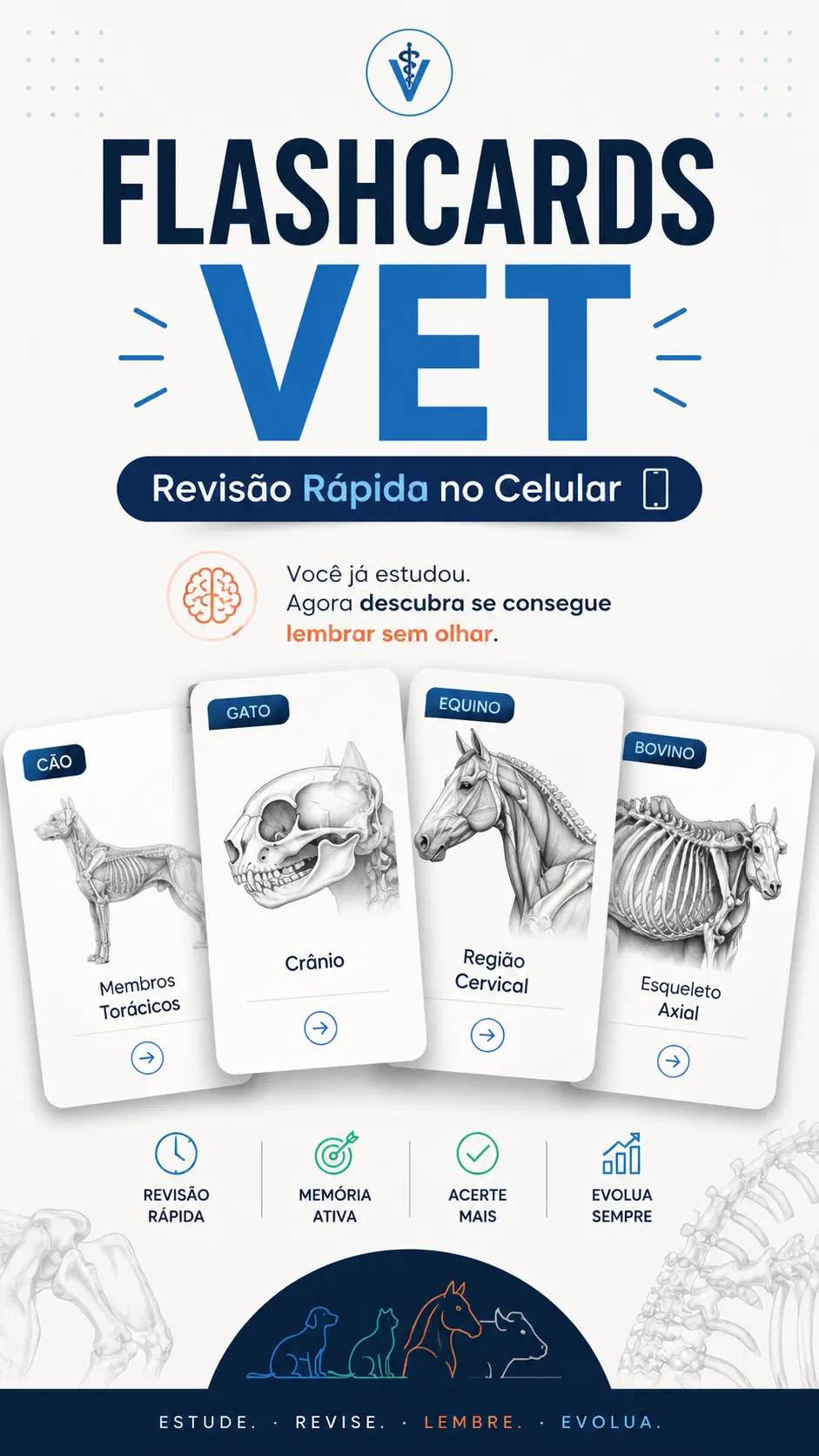FLASHCARDS VET