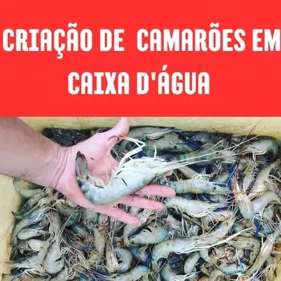 CRIAÇÃO DE CAMARÕES EM CAIXA D'ÁGUA (LUCRO RÁPIDO)